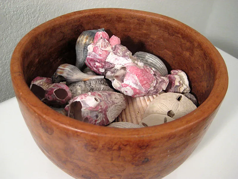 Sea shells