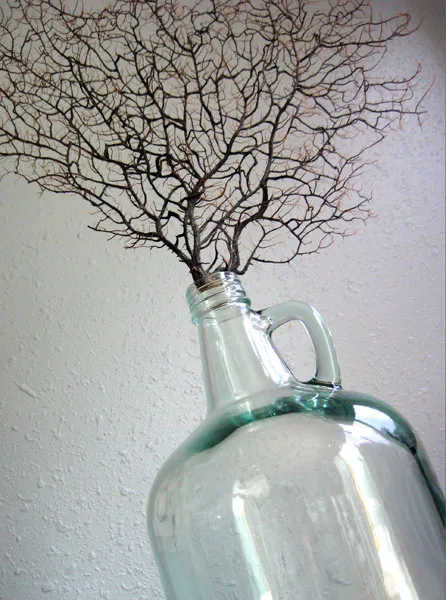 Sea Fan